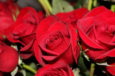 Rosenblätter